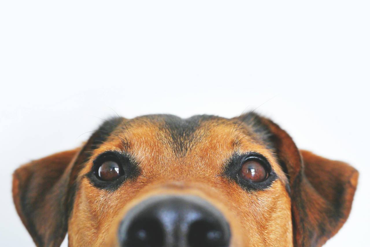 Close-up of a dog's face with large eyes and prominent nose against a plain background.
